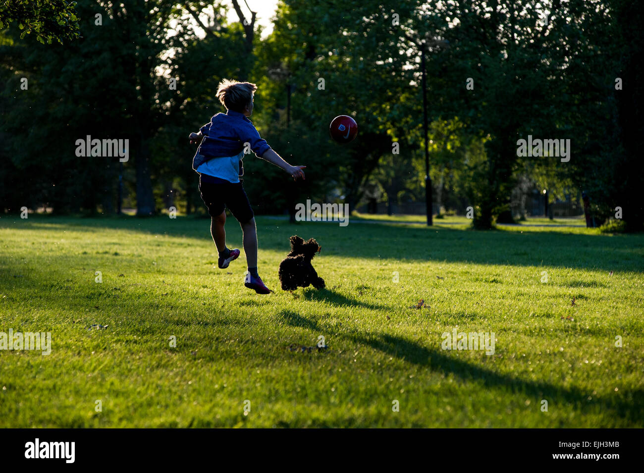 Boy dog playing football in hi-res stock photography and images - Alamy