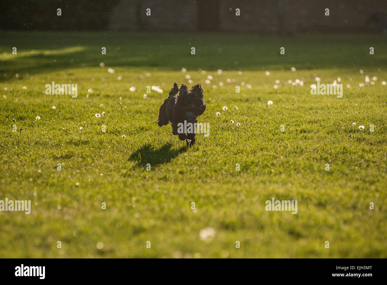 Black and white cockapoo dog in a field hi-res stock photography and ...