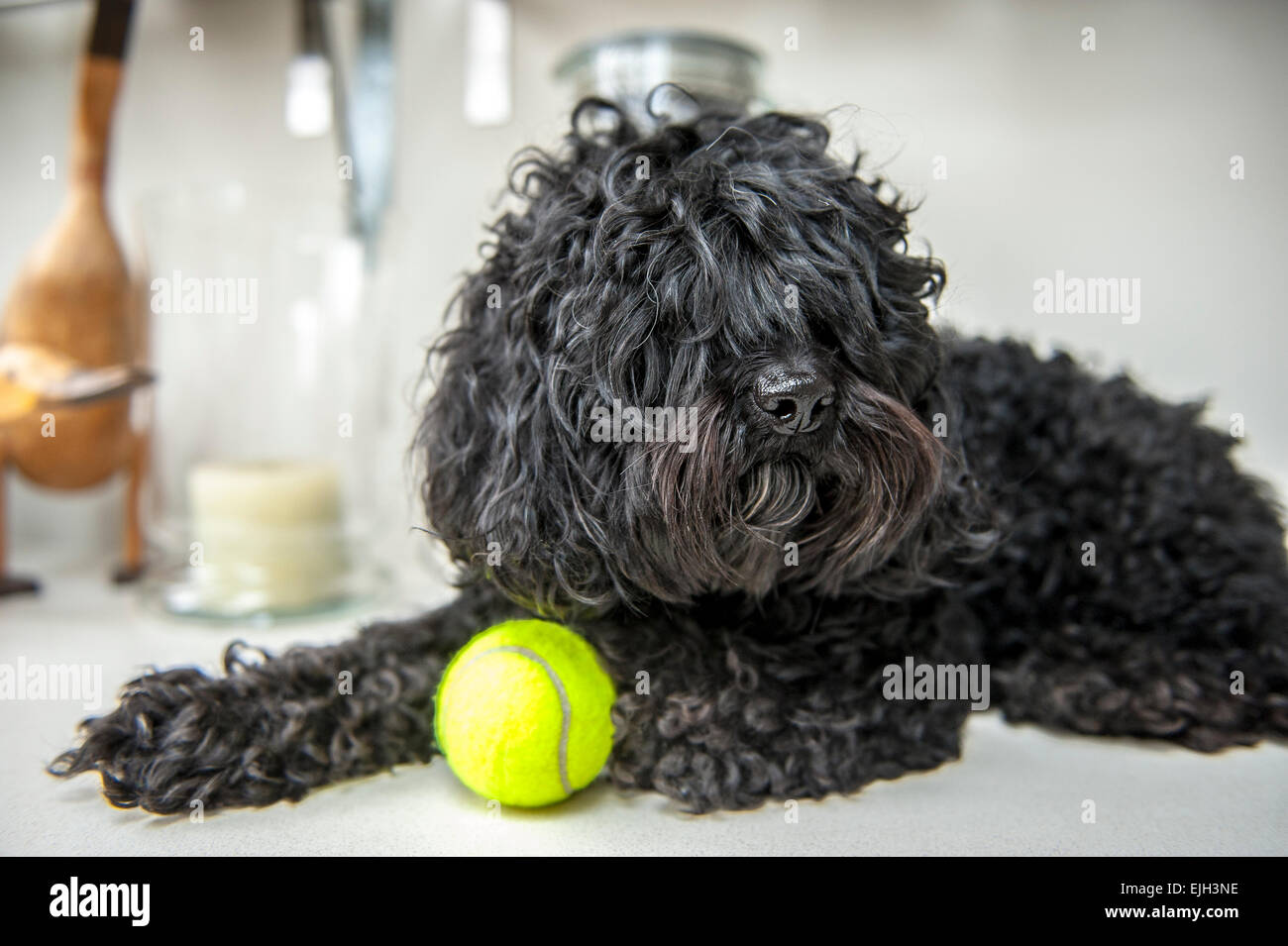 A black cockapoo puppy relaxes with a tennis ball Stock Photo - Alamy