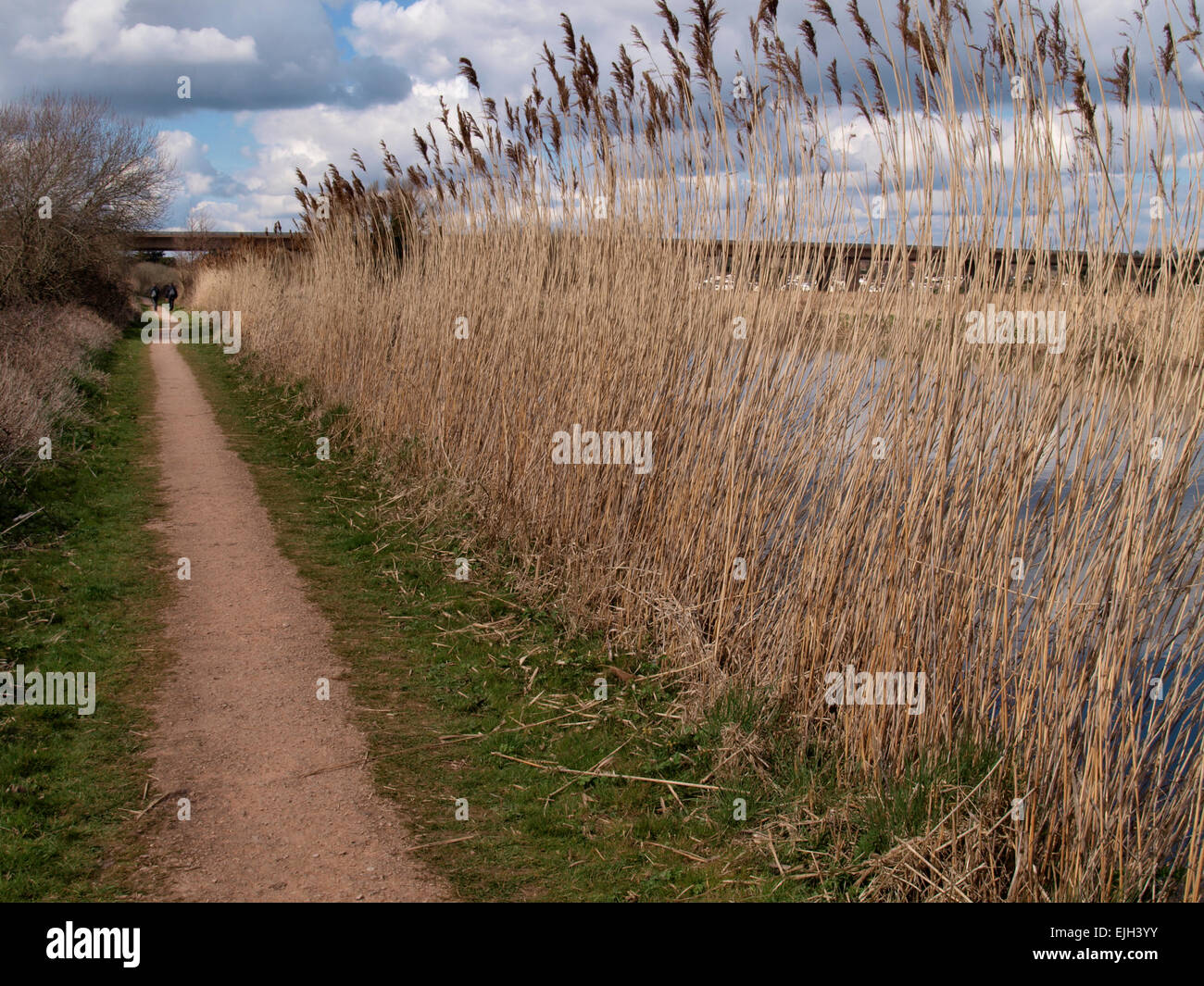 Tall reeds growing along the Exeter Canal, Devon, UK Stock Photo - Alamy