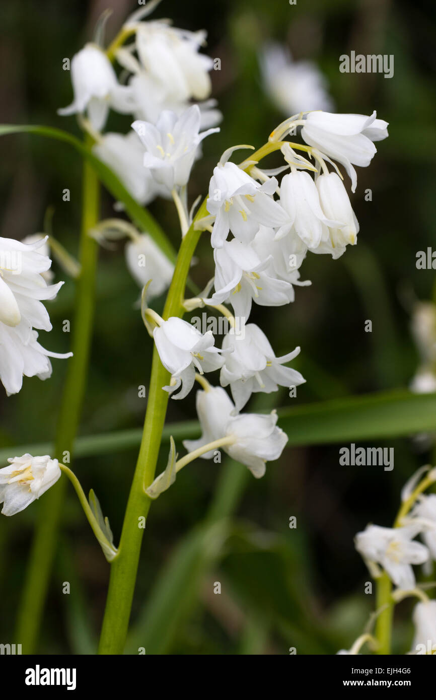 A white form of the hybrid Spanish and English bluebell, Hyacinthoides x massartiana 'Alba' Stock Photo