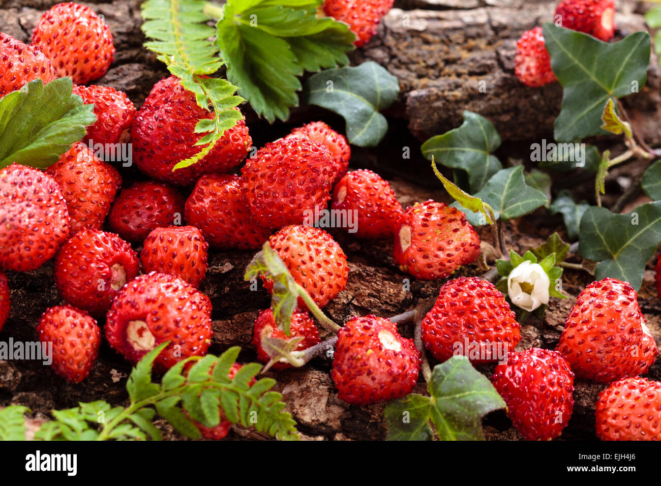 Ingredient wild fruit hi-res stock photography and images - Alamy