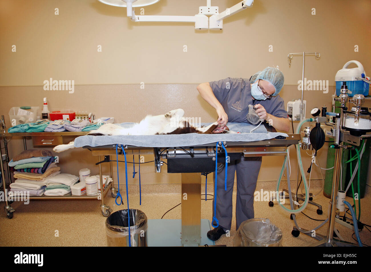 A female small animal veterinarian assistant prepares to help neuter a young Brittany Spaniel