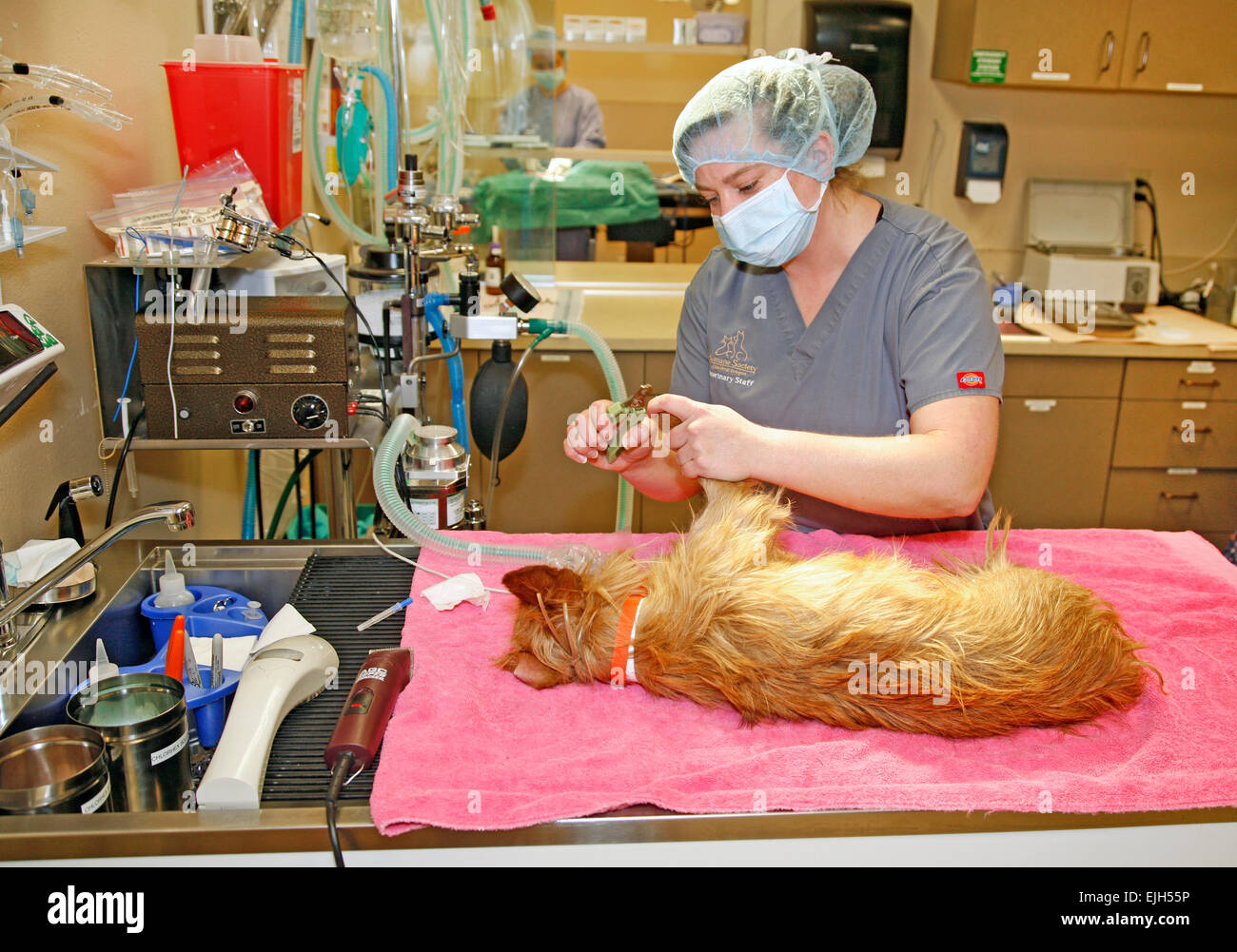 A female small animal veterinarian assistant prepares to help neuter a young Brittany Spaniel