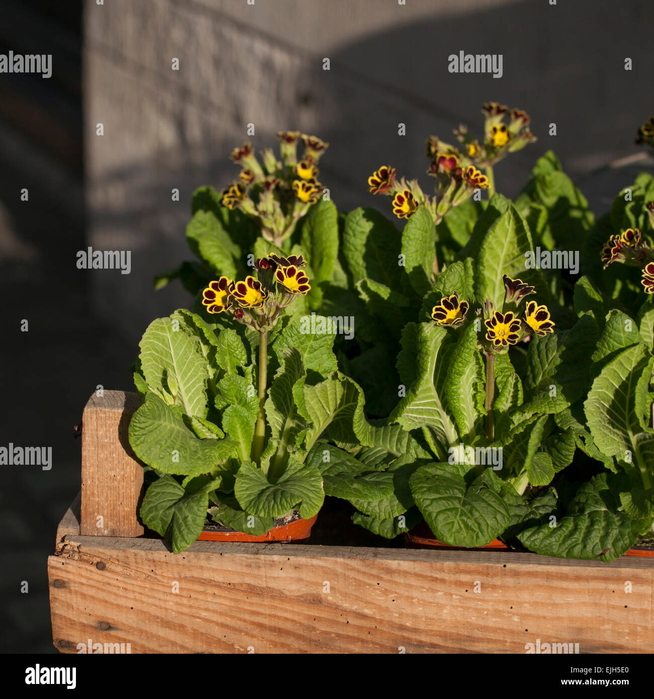 Yellow Primula in wooden box Stock Photo - Alamy