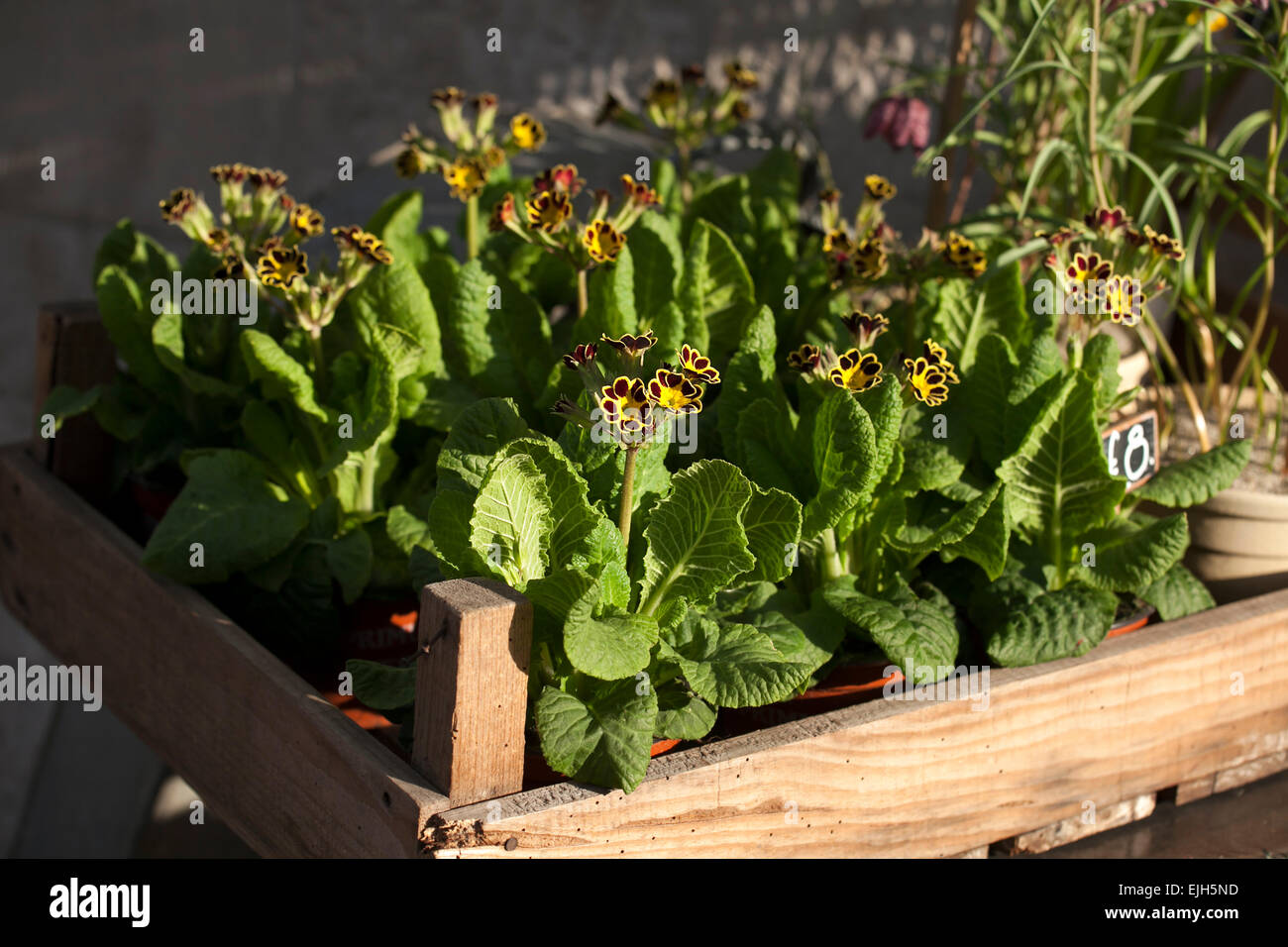 Primrose flower box hi-res stock photography and images - Alamy