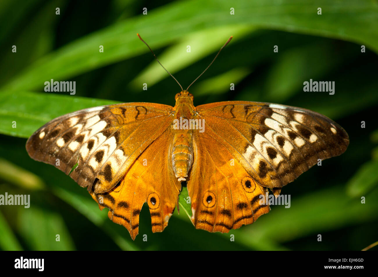 Painted Lady Butterfly, Vanessa kershawi at Melbourne Zoo Stock Photo