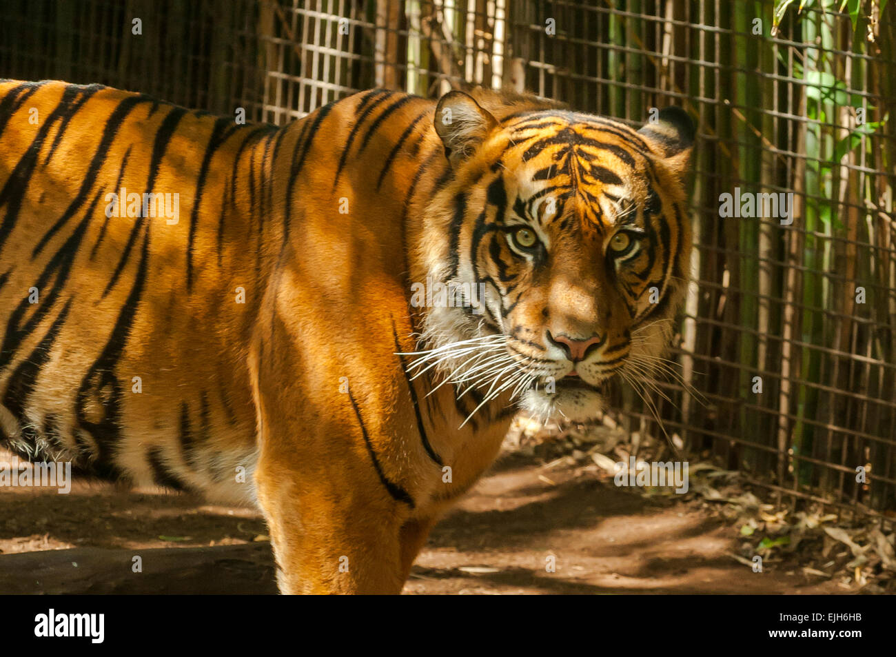 Sumatran Tiger, Panthera tigris sumatrae at Melbourne Zoo Stock Photo