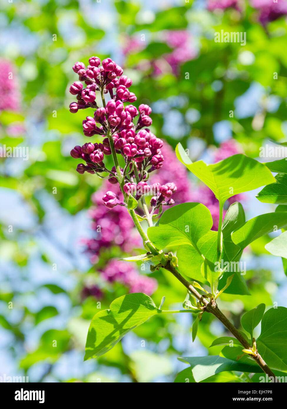 Foliage of lilac tree hi-res stock photography and images - Alamy