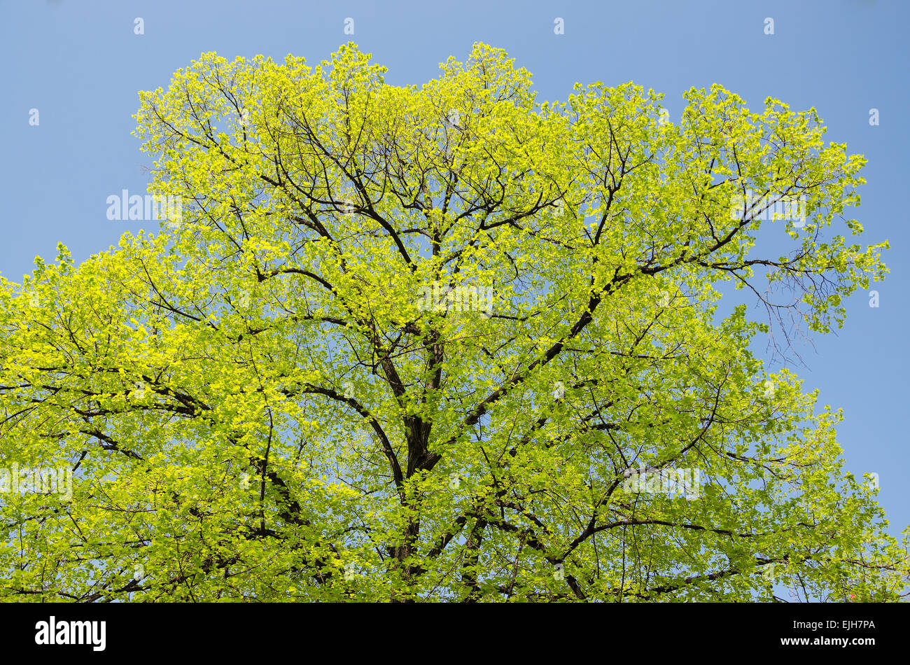 Crown of tree and blue sky in spring Stock Photo - Alamy