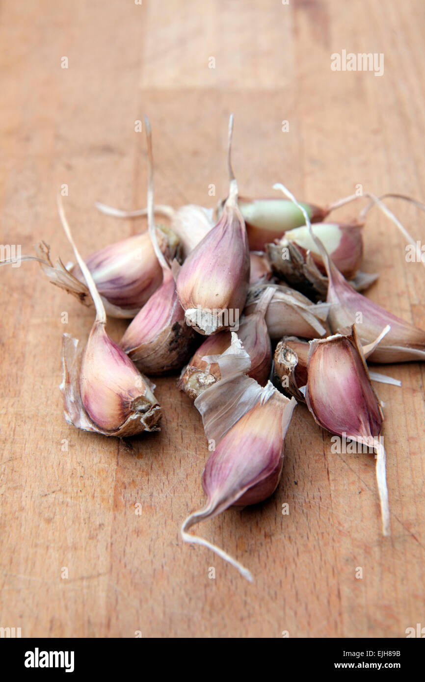 Garlic - Allium sativum 'Albigensian Wight' - splitting off cloves for replanting during November Stock Photo