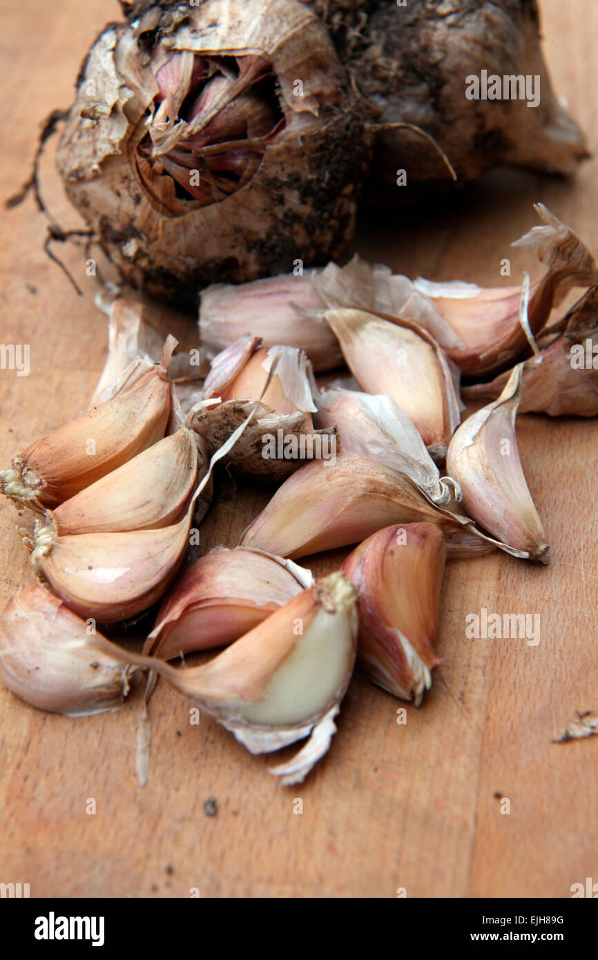 Garlic cultivar originally purchased in the Rhone valley and home saved year to year for growing- Allium sativum - splitting off Stock Photo