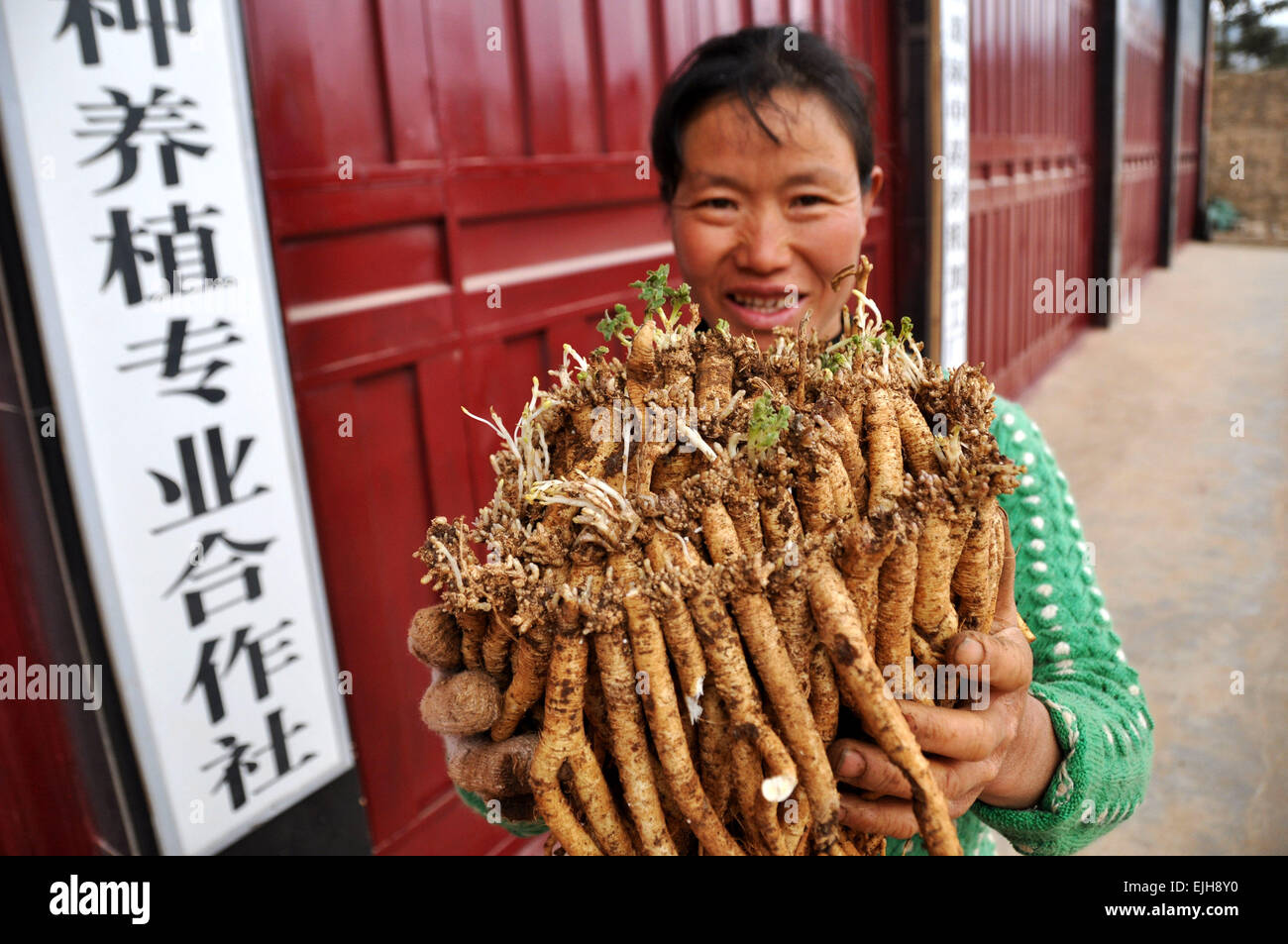 Weining, China's Guizhou Province. 26th Mar, 2015. A resident shows Chinese medicinal material codonopsis pilosula in Weining County, southwest China's Guizhou Province, March 26, 2015. The planting area of herbal medicines stood at 161,000 mu (about 10,733 hectares) in 2014 in the county, with a production value of over 700 million yuan (112.6 million U.S. dollars). © Yang Wenbin/Xinhua/Alamy Live News Stock Photo