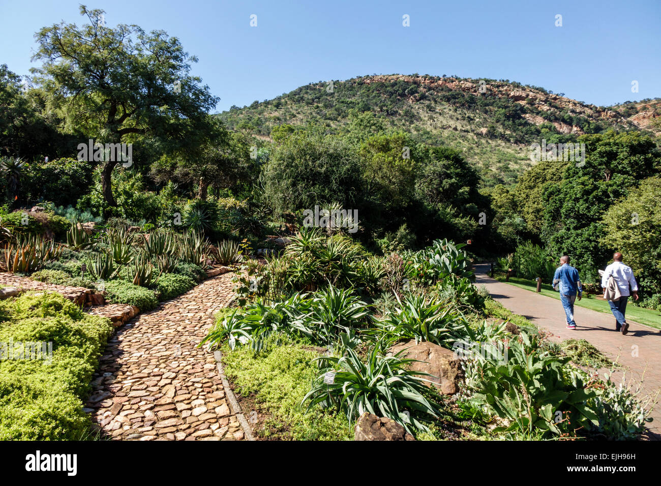 Johannesburg South Africa,Roodepoort,Walter Sisulu National Botanical Garden,Witwatersrand,geologic,man men male,walking,nature,hiking,trail,SAfri1503 Stock Photo