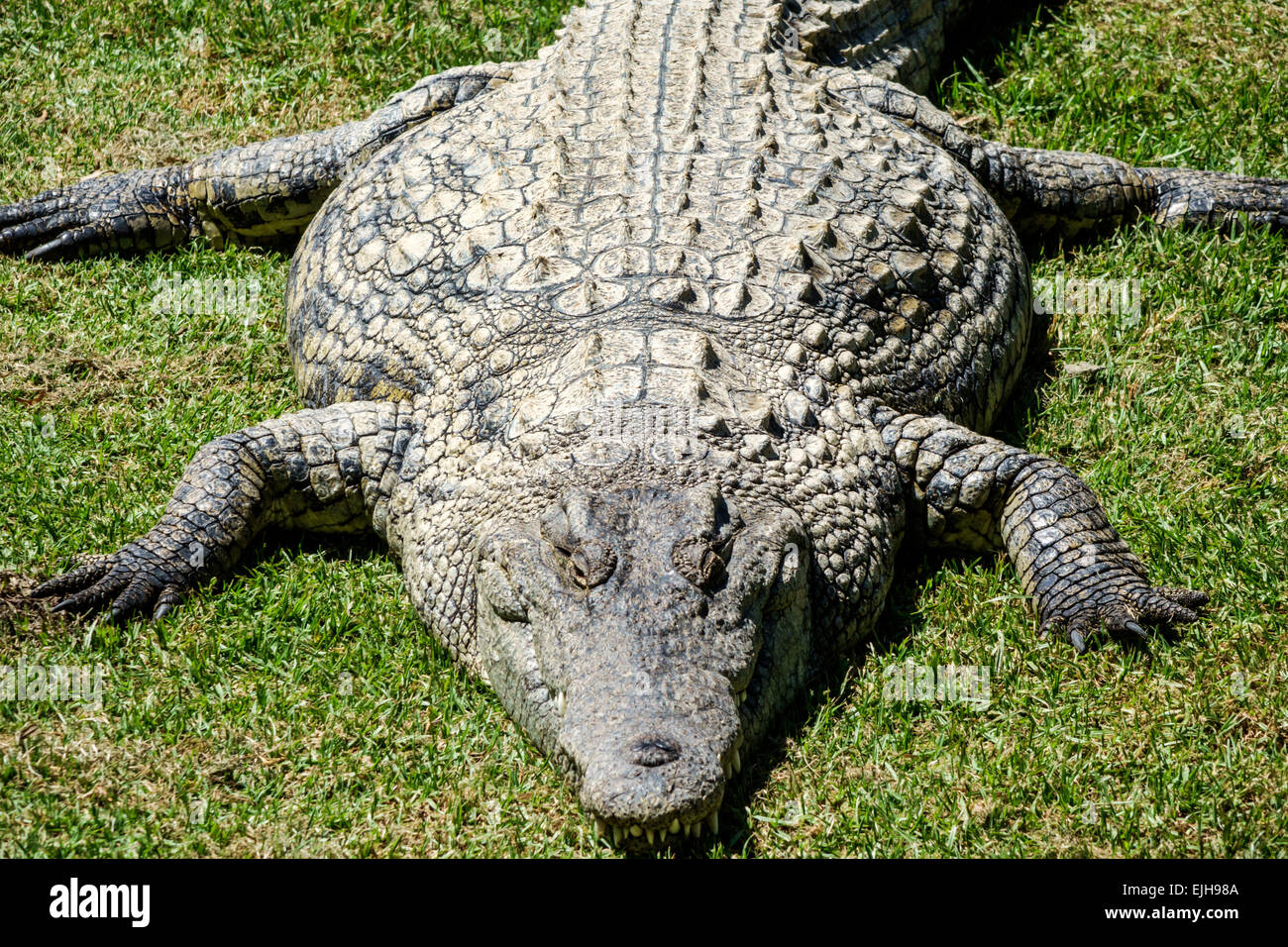 File:Madagascar, crocodiles.jpg - Wikimedia Commons