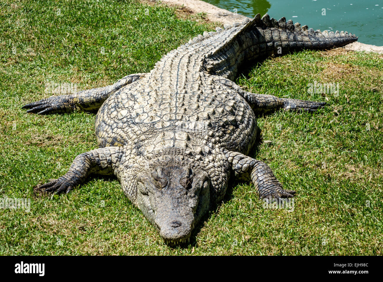 Johannesburg South Africa,Croc City Crocodile & Reptile Park,farm,sunning,SAfri150305043 Stock Photo