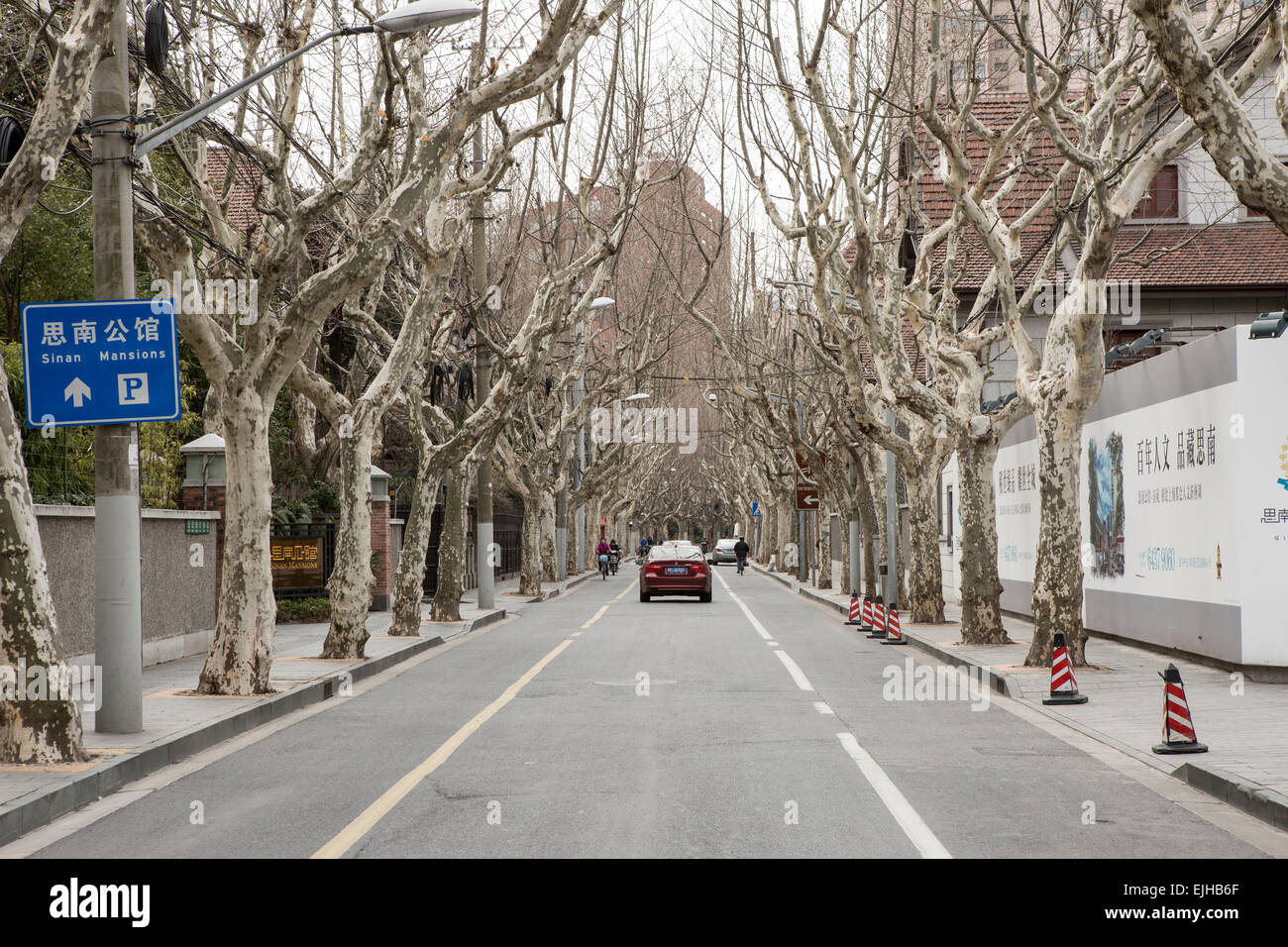 A car drives down a tree-lined avenue in the French concession in Shanghai, China Stock Photo