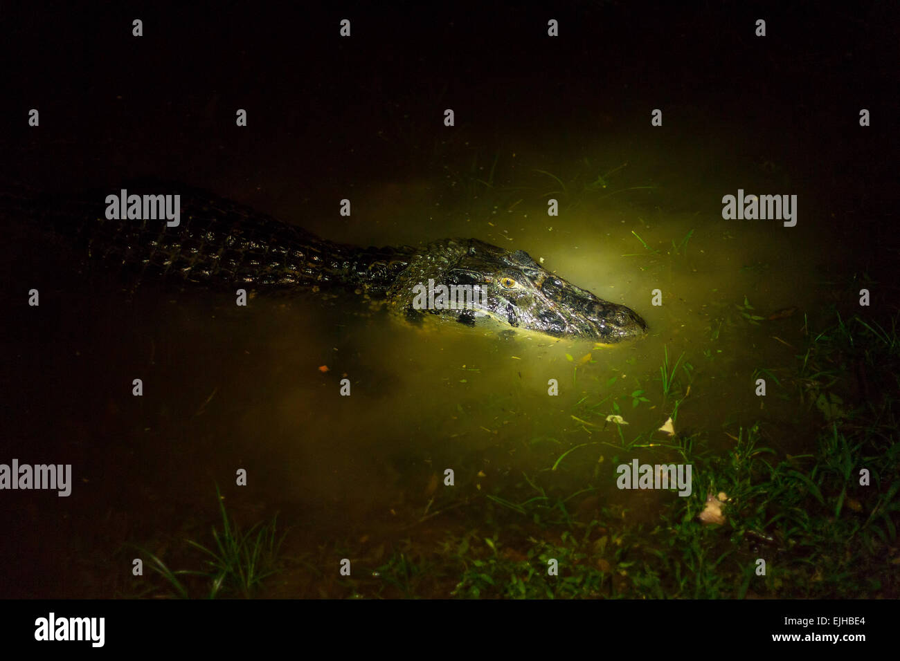 Black Caiman By Night Shot With Flash Lights By Night This Is How You See Them From Tourist Canoe Stock Photo