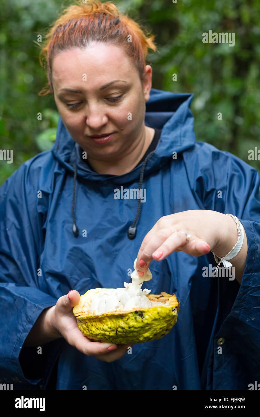 Tourist Woman In Amazon Jungle Tastes Wild Cocoa Fruit Stock Photo