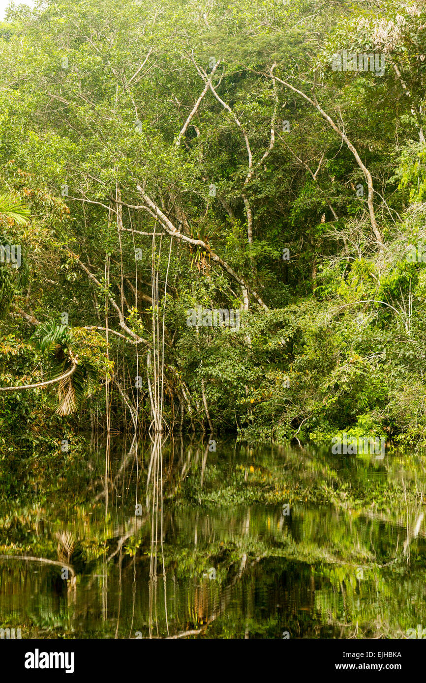 Dense vegetation hi-res stock photography and images - Alamy