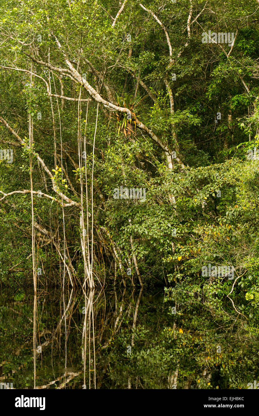 Amazon Jungle Theme With Dense Vegetation In Bright Daylight Stock
