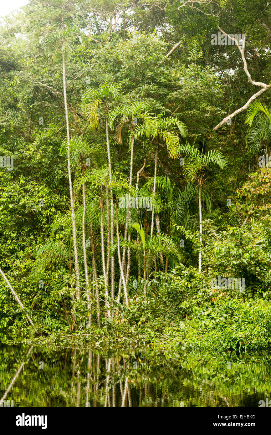 Amazon Jungle Theme With Dense Vegetation In Bright Daylight Stock Photo
