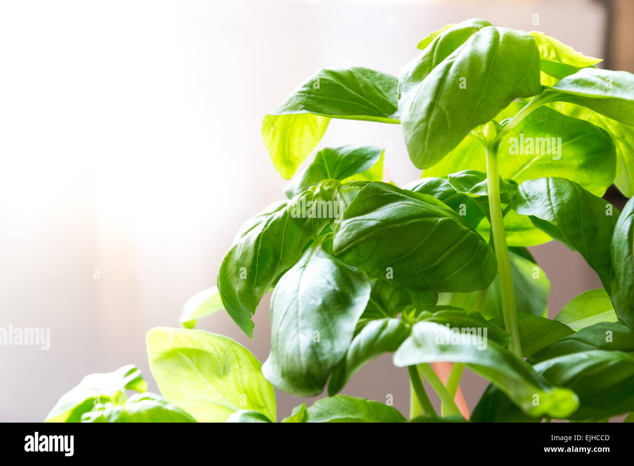 Fresh green basil leaves Stock Photo Alamy