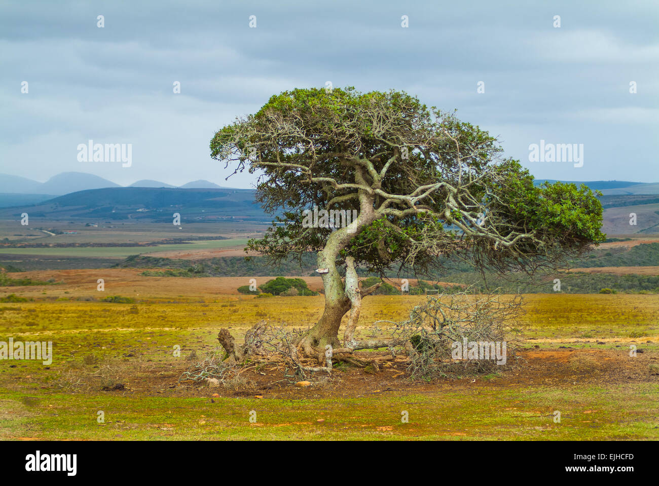 Msolo Tree Solo Tree High Resolution Stock Photography and Images - Alamy
