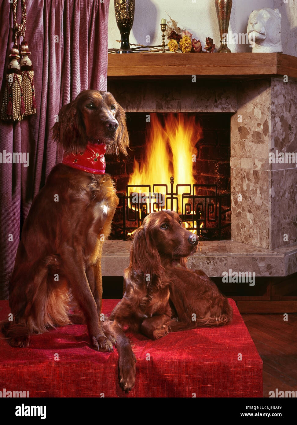 Two dogs (Irish Setter)near the fireplace. Stock Photo
