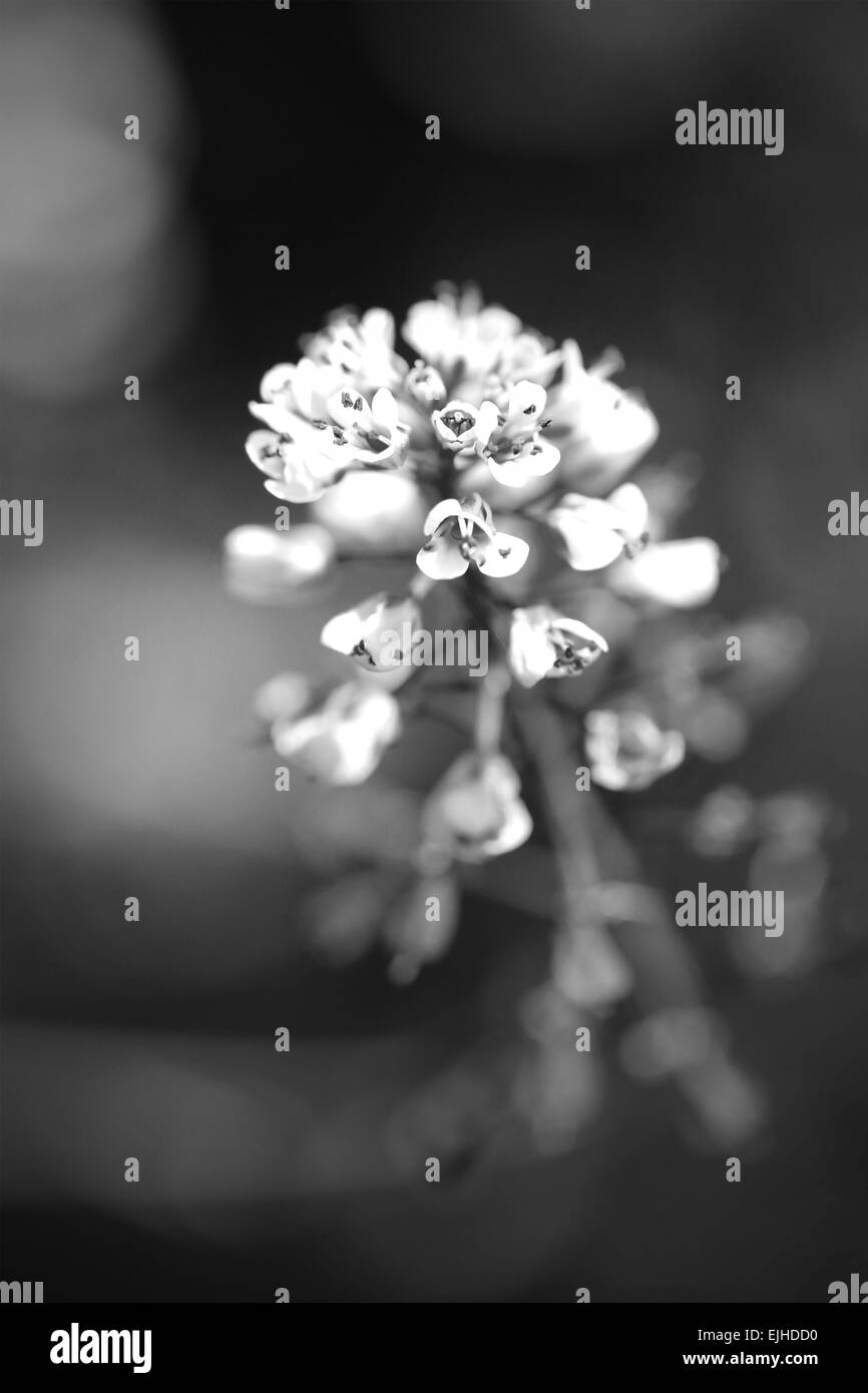 Vertical background with flower close up in black and white, suitable for sorrow, conceptual use. Stock Photo