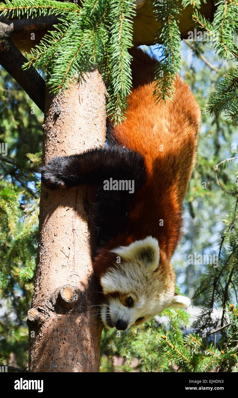 Red panda is climbing in the tree Stock Photo