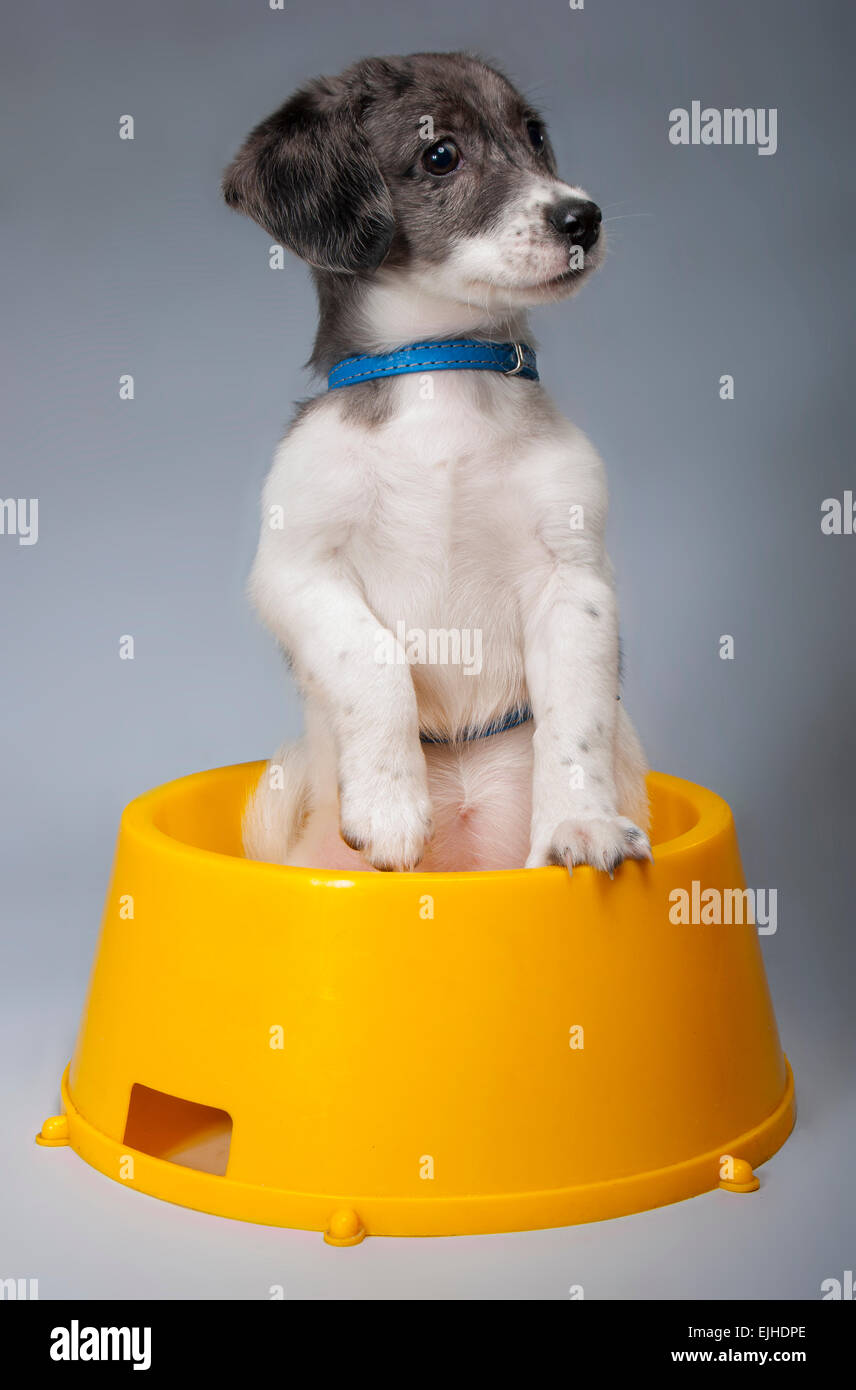 The puppy in the bowl of dog food. Stock Photo