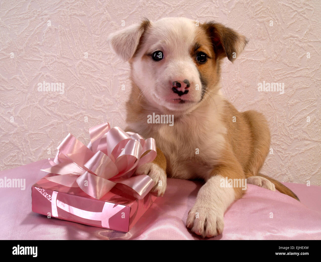 Puppy in a Gift Box with a Bow and a Rose Stock Image - Image of pedigree,  gift: 37828747