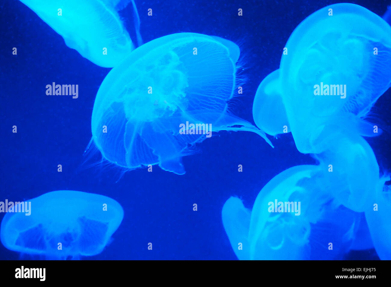 Jellyfish on the water and blue background Stock Photo - Alamy