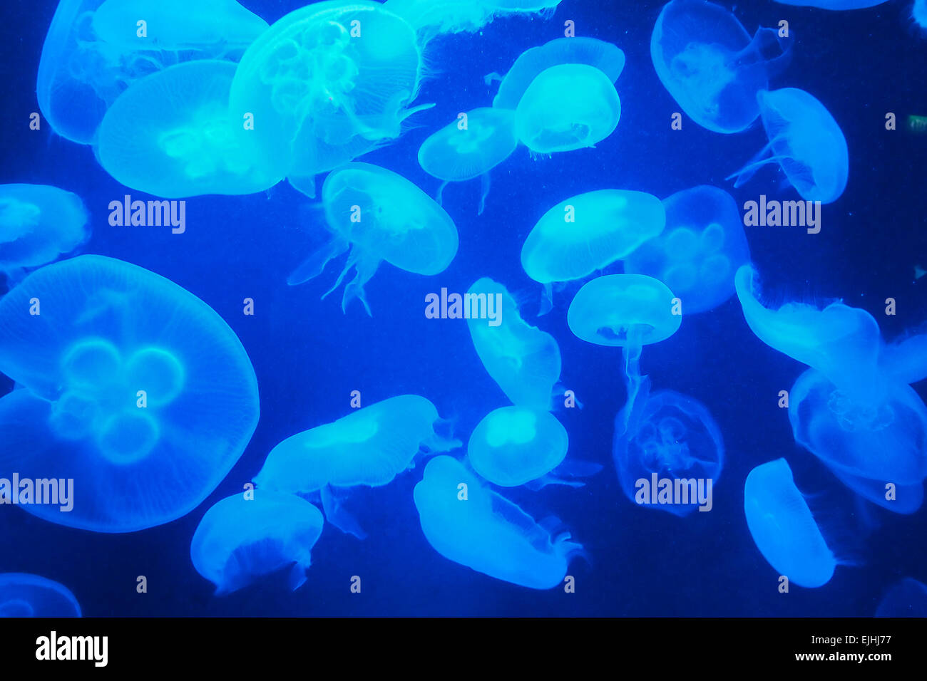 marine aquarium screensaver mac jellyfish marine aquarium screensaver mac jellyfish