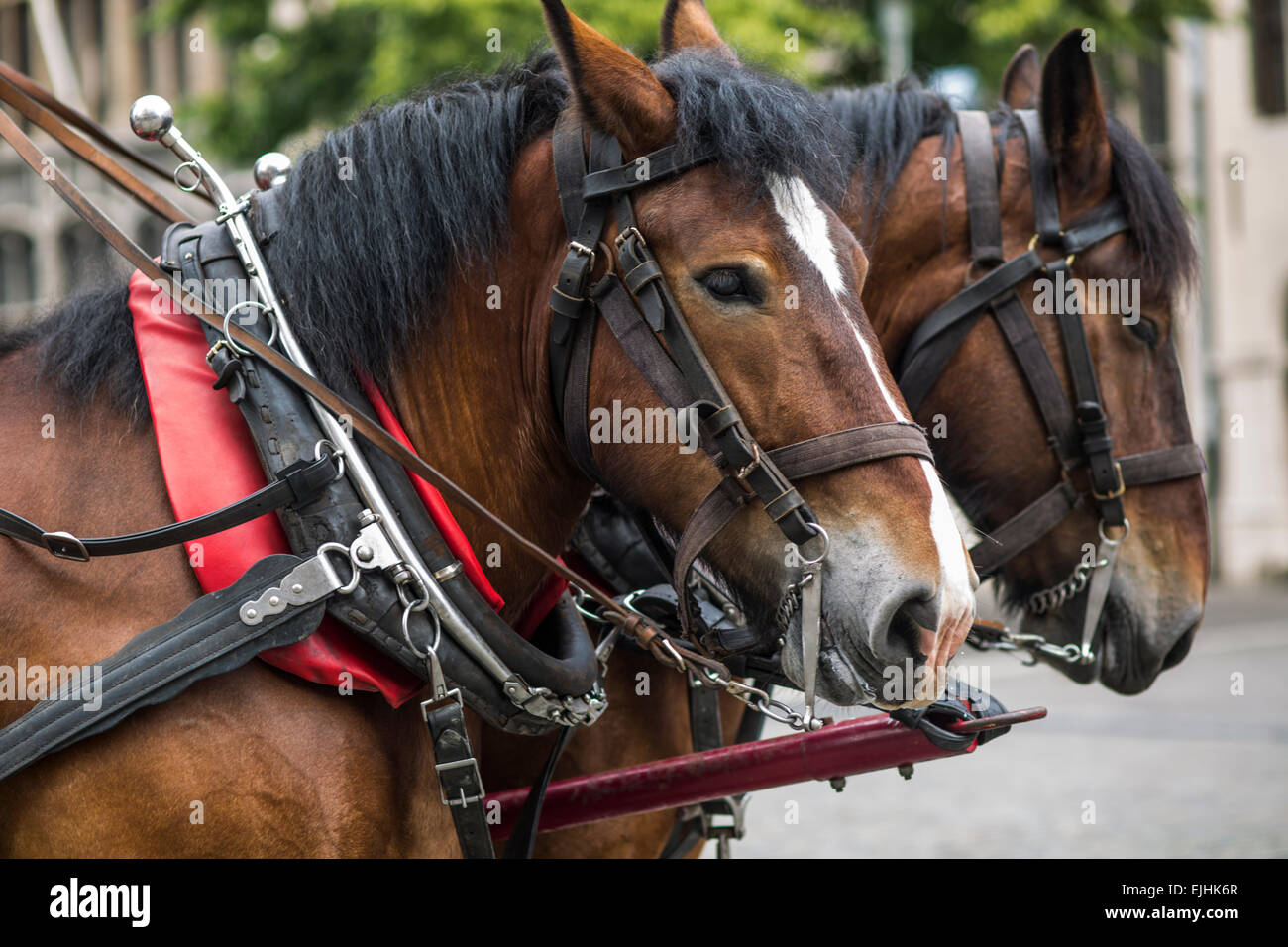 Horse and carriage tours of historic district, Antwerp, Belgium Stock Photo