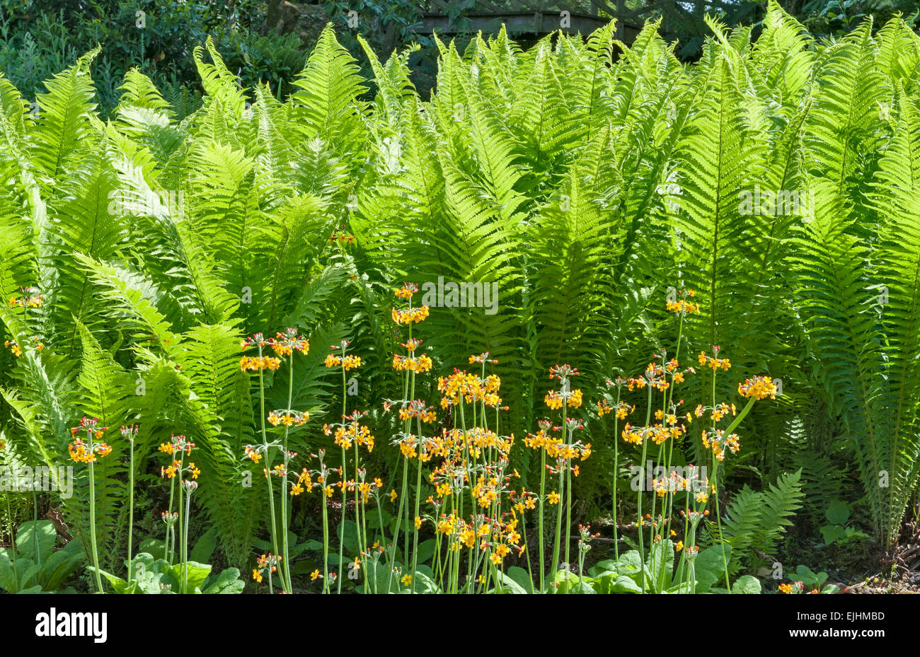 Aberglasney House and Gardens, Carmarthen, Wales, UK.  Ferns and primulas in the Stream Garden Stock Photo