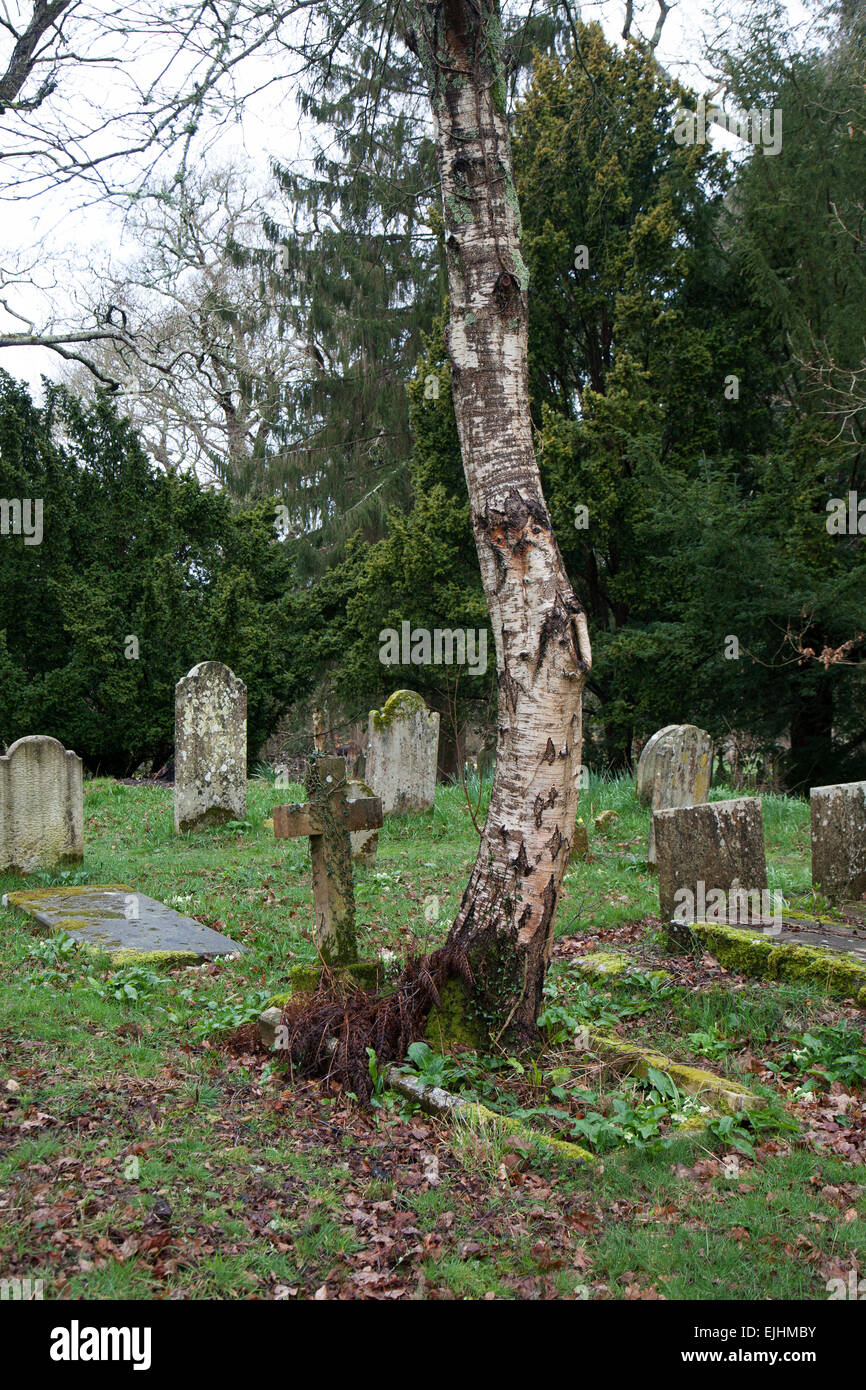 Tree growing from a grave. Stock Photo