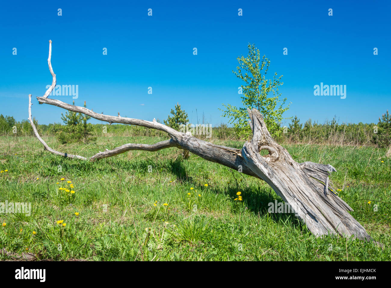 Big old dry tree branch lying on the green grass in a Sunny day Stock ...