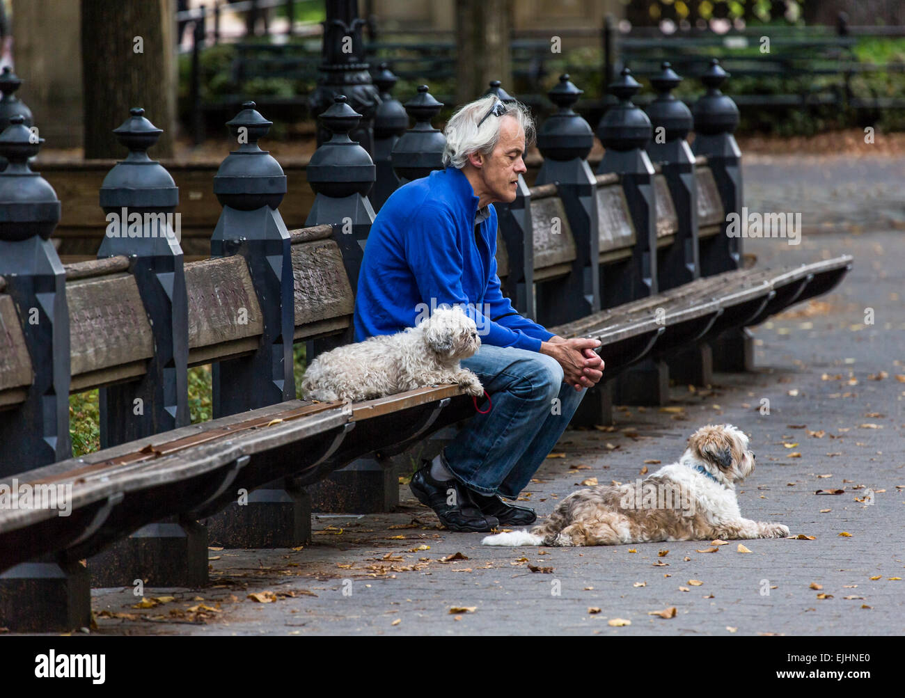 Man on bench with two dogs, Central Park, New York, USA Stock Photo