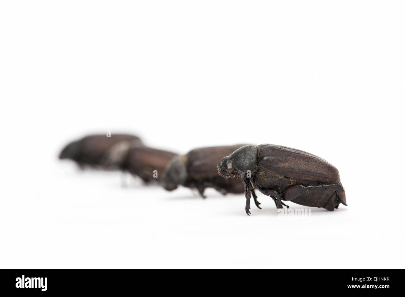 Edible insects. Large June Beetles on a white background Stock Photo