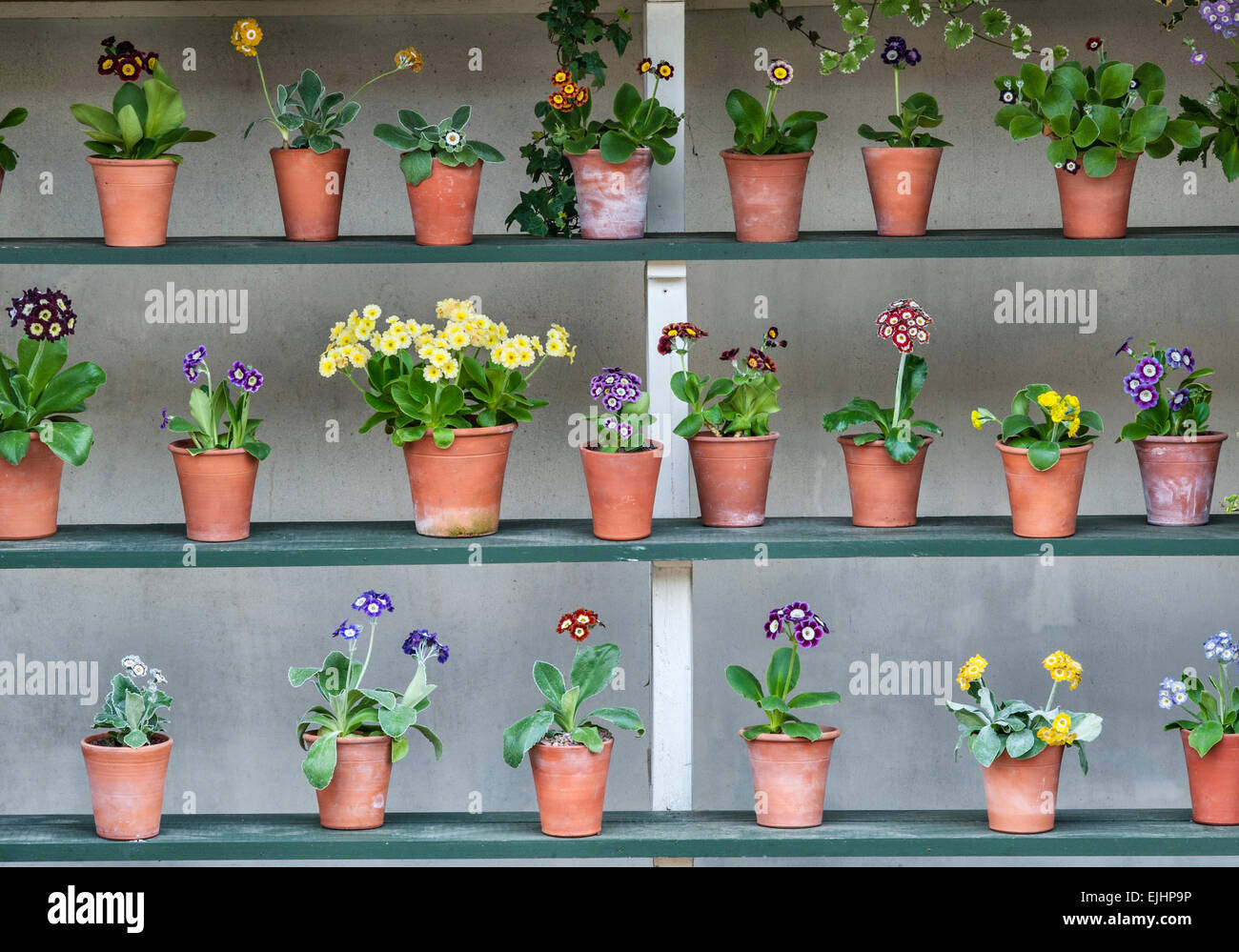 The National Botanic Garden of Wales, Llanarthney, Wales, UK. A spring collection of auriculas in bloom (an auricula theatre) Stock Photo