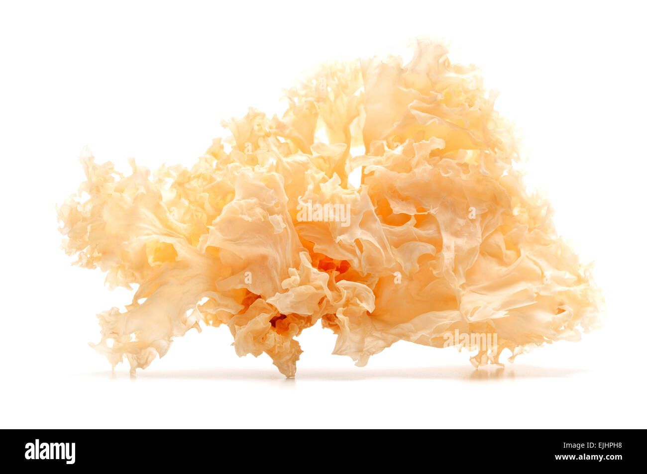 Dried snow fungus on a white background Stock Photo