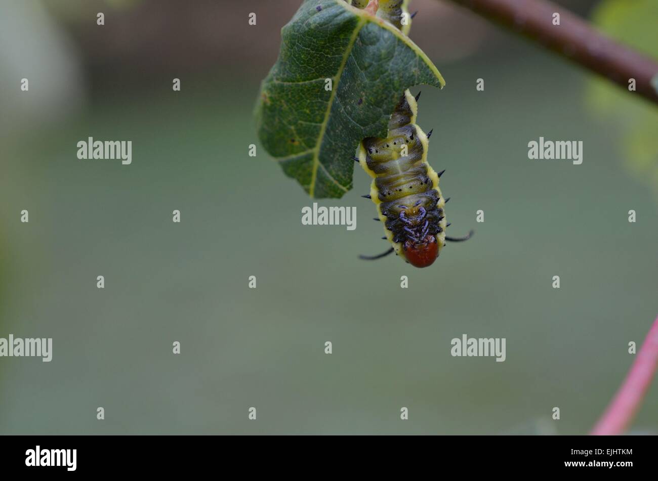 Caterpillar on leaf Stock Photo