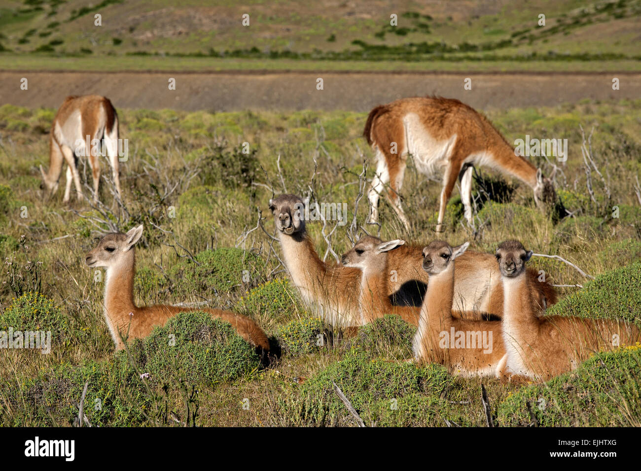 Wild guanacos (Lama guanicoe). Torres del Paine National Park. Patagonia. Chile Stock Photo