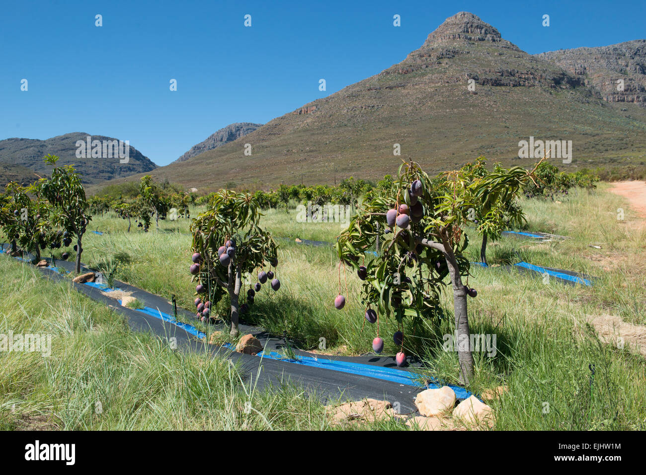 Mango trees (Mangifera indica), variety Sensation organically grown