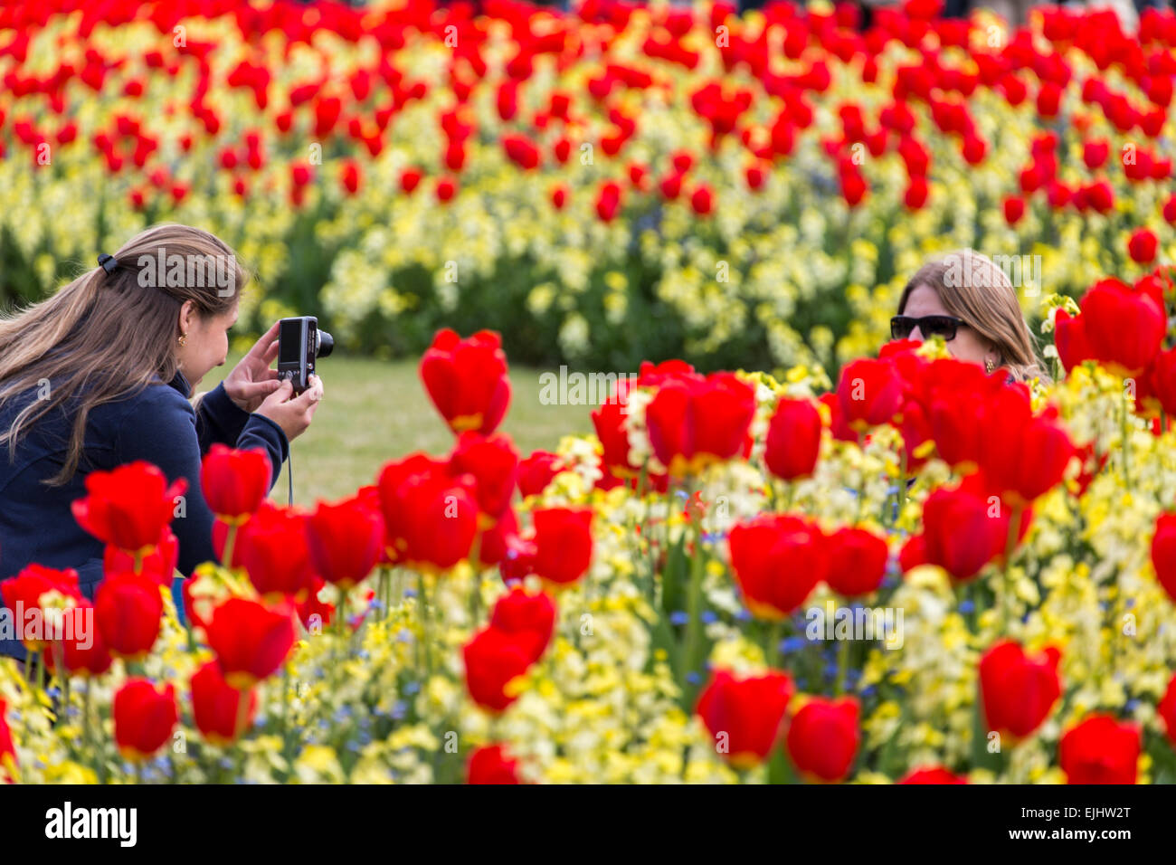 Young woman taking photo of another amid tulips outside Buckingham Palace, London, England Stock Photo