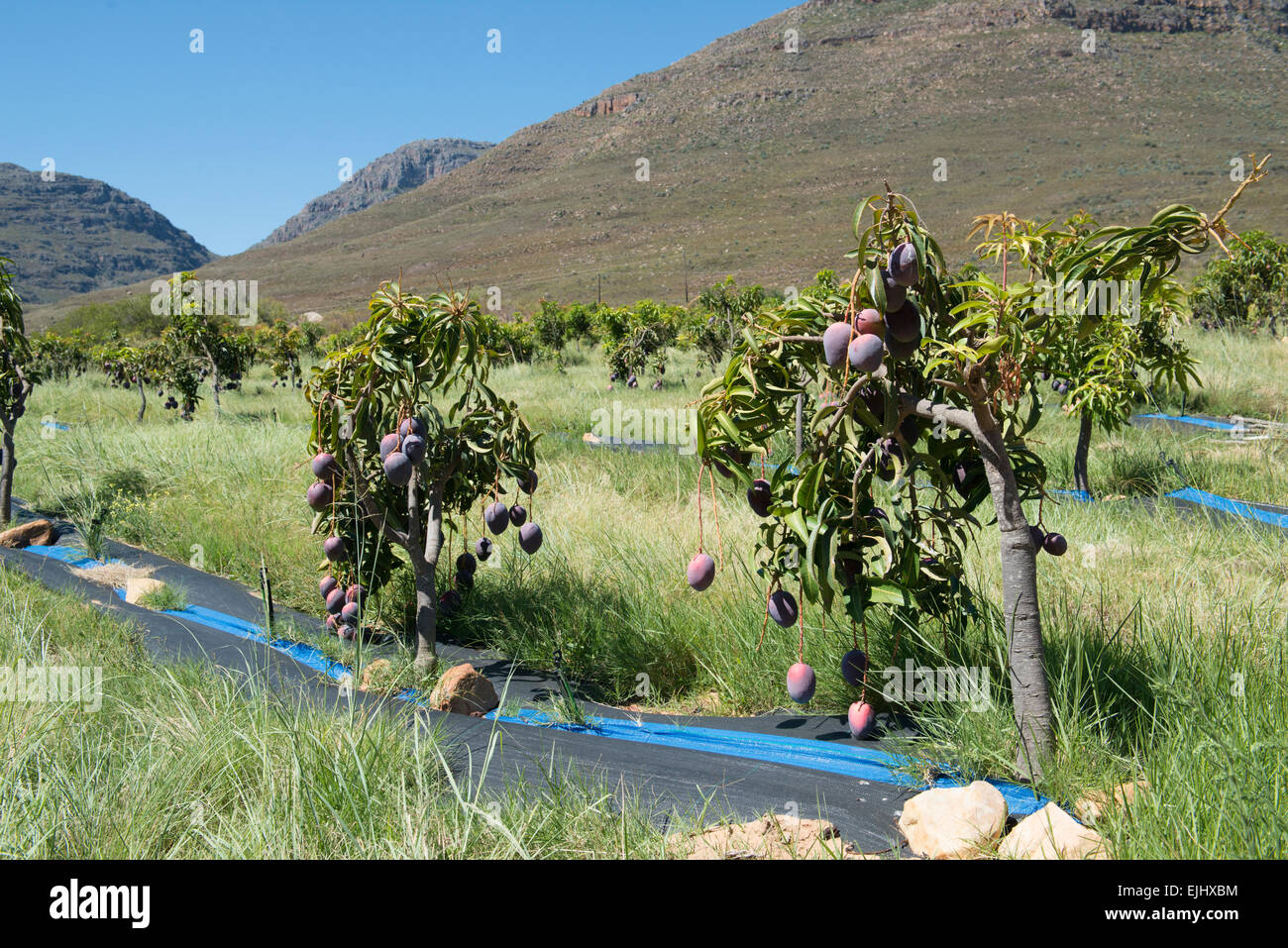 Mango trees (Mangifera indica), variety Sensation organically grown with irrigation, Cederberg, Western cape, South Africa Stock Photo