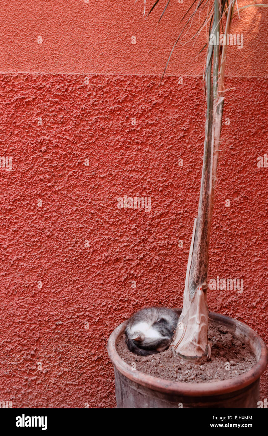 Cat sleeping on a plant pot against an orange red terracotta wall, Marrakesh, Morocco Stock Photo