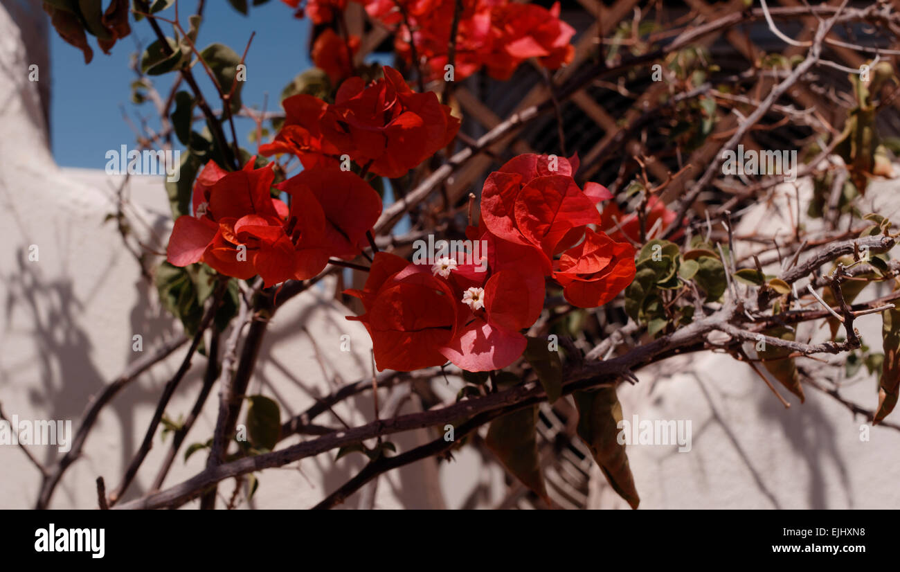 Vibrant bright red Bougainvillea flowers and shadows on a white wall Marrakesh Morocco with blue sky Stock Photo